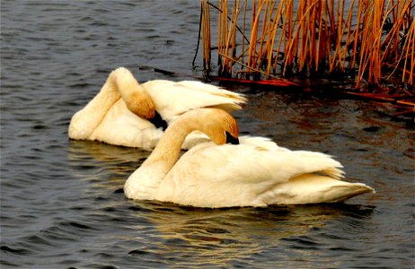 A pair of trumpeter swans preening their feathers on Seedskadee NWR in Wyoming.  The rust colored staining on the head feathers is caused by contact with hydric soils while feeding. Trumpeter swans sp