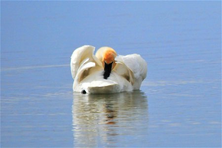 Most birds have a uropygial gland, otherwise known as the preen gland or the oil gland. It is located near the base of the tail, and birds will take "oil" from this gland and place it on its photo