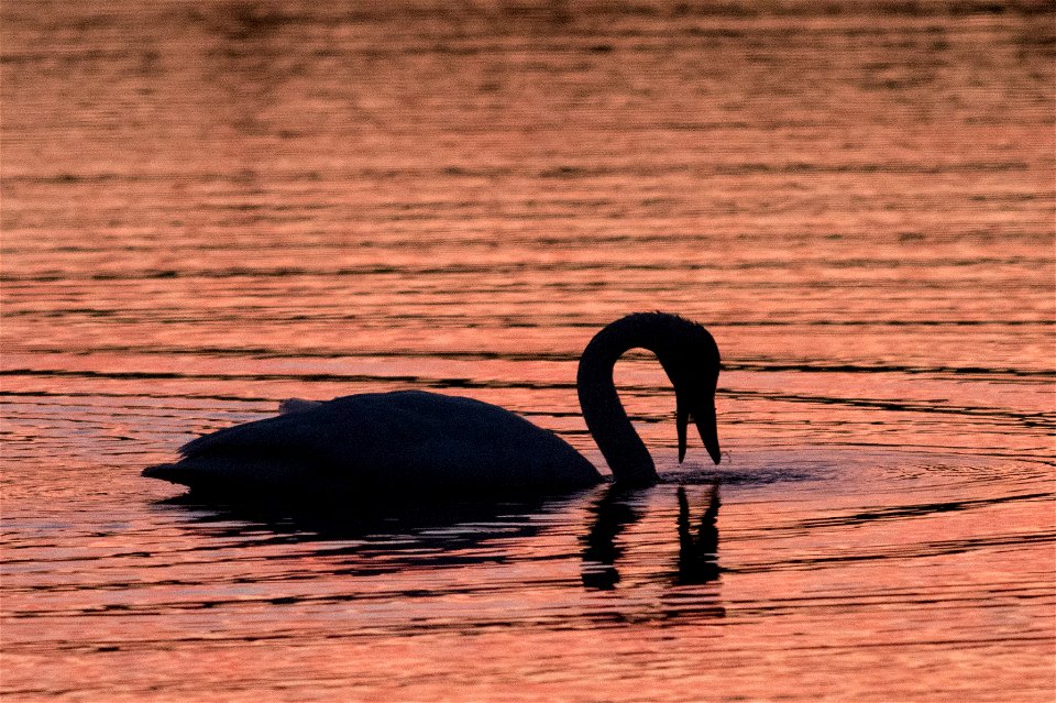 Swan photo