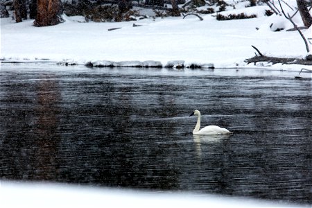 Swan on the Madison River photo