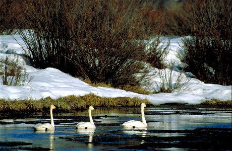Three Trumpeter Swans swimming in icy water photo