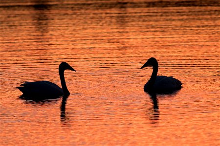 Swans at Sunset photo
