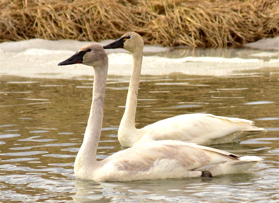 A juvenille (cygnet) trumpeter swan front left and an adult tundra swan rear right on Seedskadee NWR.  Photo: Tom Koerner/USFWS