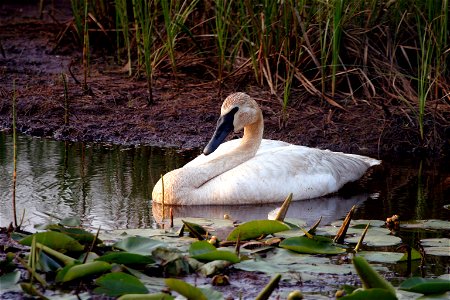 Entry from the 2014 Seney National Wildlife Refuge Photo Contest. Photo courtesy of Conrad Warren. photo