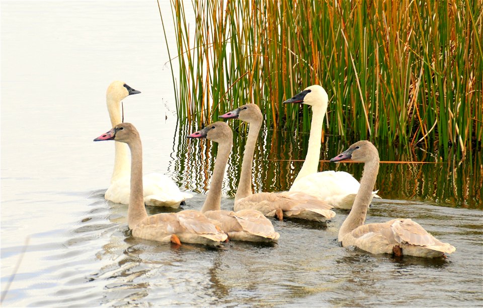 A family group of trumpeter swans on the Hawley Unit of Seedskadee NWR. Photo Credit: Tom Koerner/USFWS