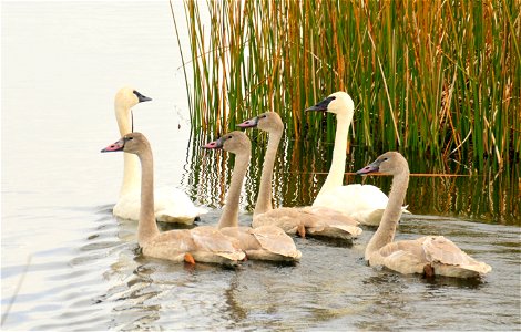 A family group of trumpeter swans on the Hawley Unit of Seedskadee NWR. Photo Credit: Tom Koerner/USFWS