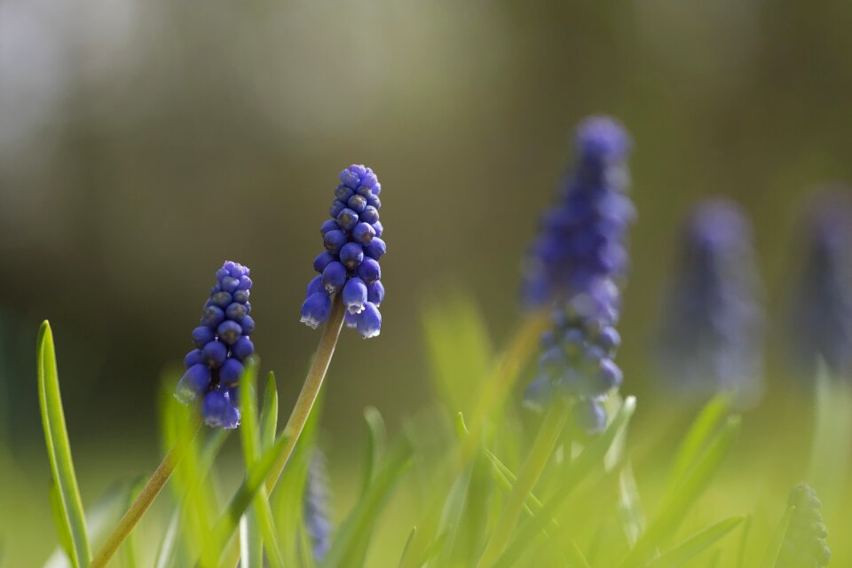 Spring light sun