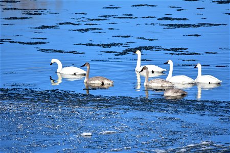 Photo: Tom Koerner/USFWS photo