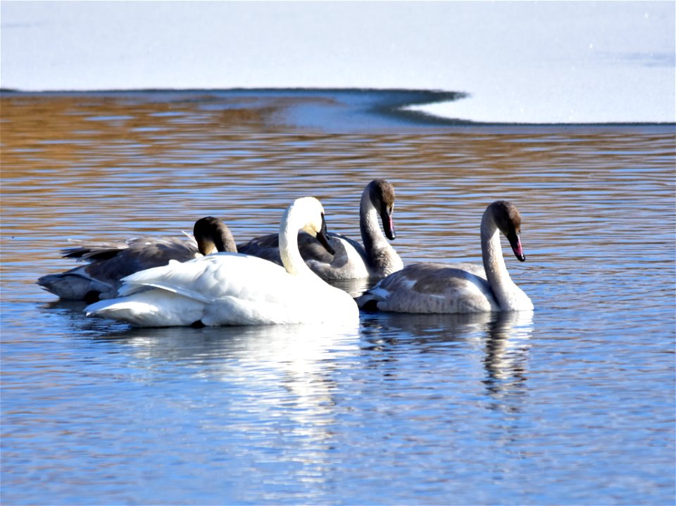 Photo: Tom Koerner/USFWS