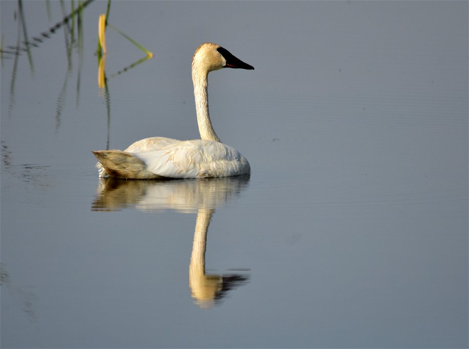 This trumpeter swan cob (male) was keeping guard, while the pen (female) fed with her cygnets on Seedskadee NWR.  Photo: Tom Koerner/USFWS