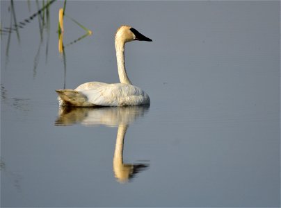 This trumpeter swan cob (male) was keeping guard, while the pen (female) fed with her cygnets on Seedskadee NWR. Photo: Tom Koerner/USFWS photo