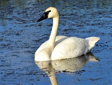 Trumpeter swan in a bed of sago pondweed.  Photo: Tom Koerner/USFWS