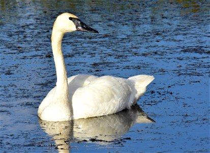 Trumpeter swan in a bed of sago pondweed.  Photo: Tom Koerner/USFWS