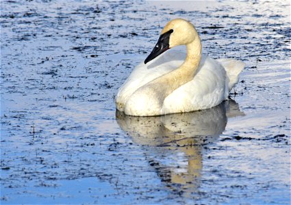 Trumpeter swan in a bed of sago pondweed.  Photo: Tom Koerner/USFWS