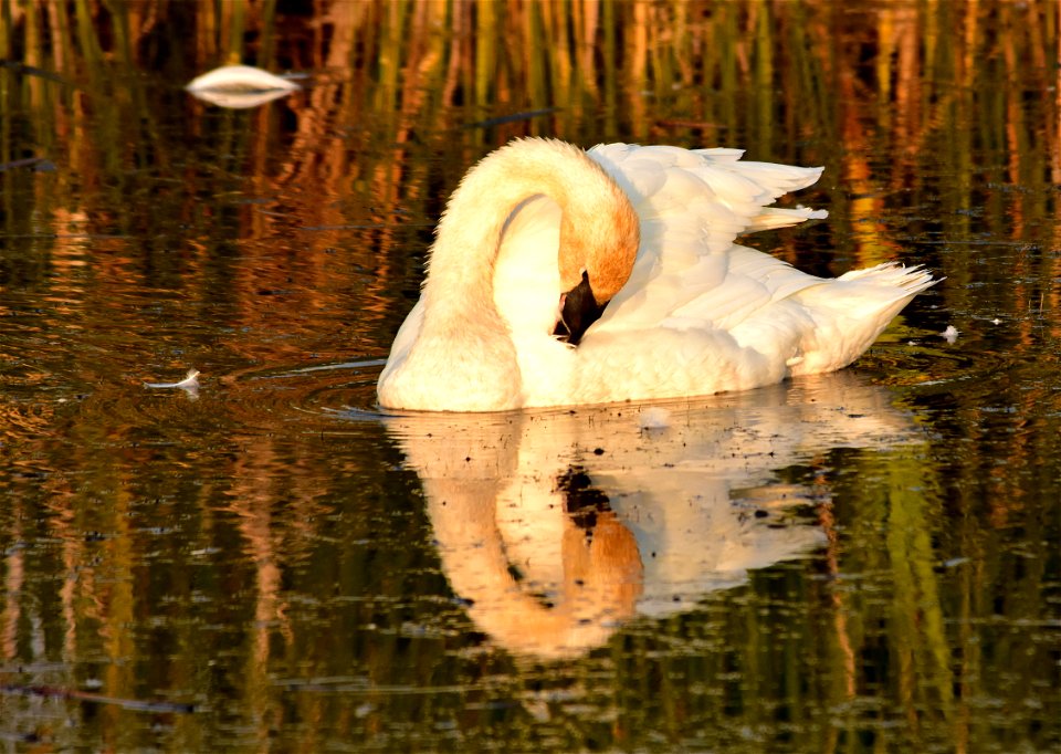 A preening trumpeter swan on Seedskadee National Wildlife Refuge.  Photo: Tom Koerner/USFWS