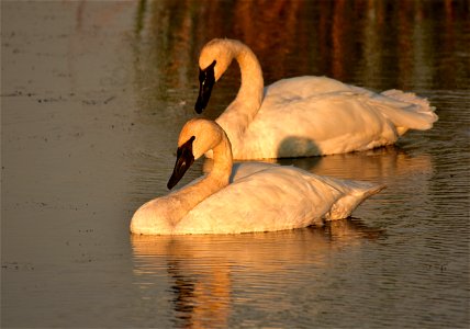 Photo: Tom Koerner/USFWS photo