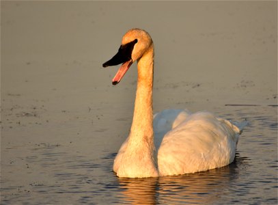 Photo: Tom Koerner/USFWS photo