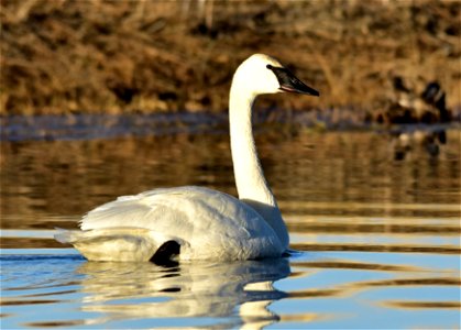 Photo: Tom Koerner/USFWS