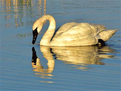 Photo: Tom Koerner/USFWS