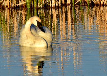 Photo: Tom Koerner/USFWS