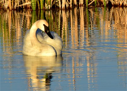 Photo: Tom Koerner/USFWS photo