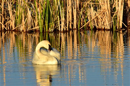 Photo: Tom Koerner/USFWS