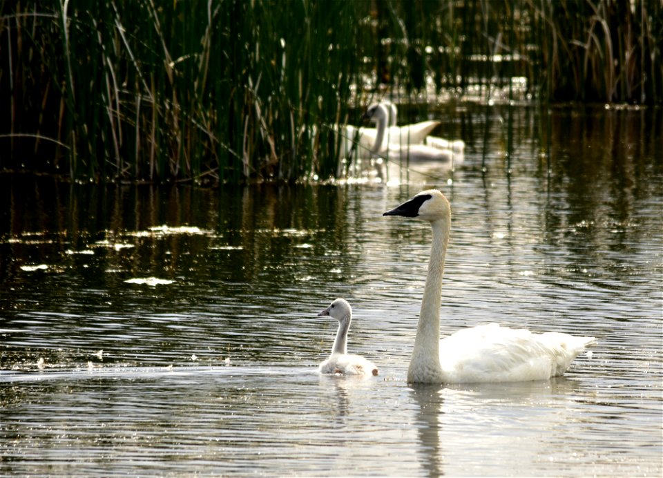 An adult trumpeter swan watches over one of four cygnets hatched by this pair.  During the first months of life, trumpeter swan cygnets stay very close to the adults.  The adults are on constant alert