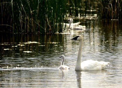 An adult trumpeter swan watches over one of four cygnets hatched by this pair.  During the first months of life, trumpeter swan cygnets stay very close to the adults.  The adults are on constant alert