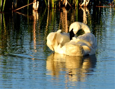 Photo: Tom Koerner/USFWS