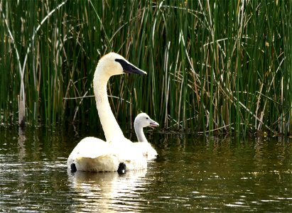 Photo: Tom Koerner/USFWS
