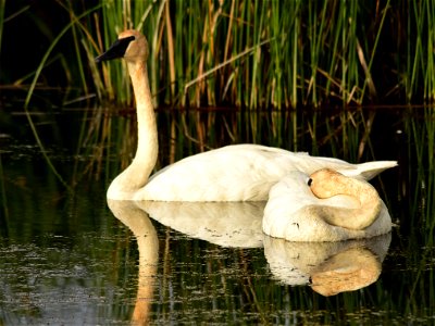 Photo: Tom Koerner/USFWS photo