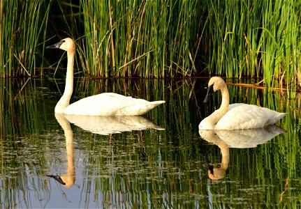Photo: Tom Koerner/USFWS
