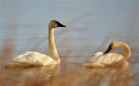 Photo: Tom Koerner/USFWS