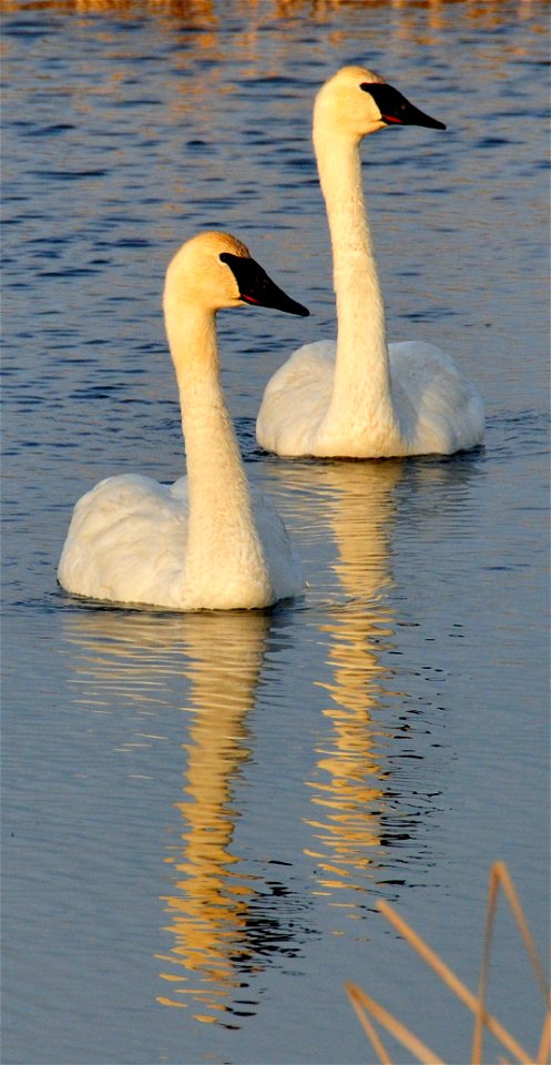 A pair of trumpeter swans on Seedskadee NWR.  Trumpeter swans have established a breeding population on and near Seedskadee NWR and this area now fledges nearly half of the cygnets in Wyoming.  Photo: