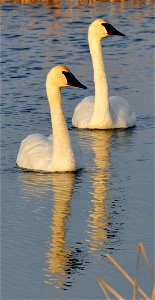 A pair of trumpeter swans on Seedskadee NWR. Trumpeter swans have established a breeding population on and near Seedskadee NWR and this area now fledges nearly half of the cygnets in Wyoming. Photo: photo