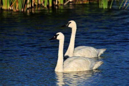 Photo: Tom Koerner/USFWS