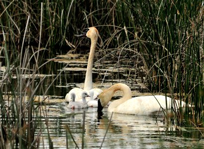 Four newly hatched trumpeter swan cygnets under the watchful eye of adults. This pair has been very good at raising their cygnets in past years.  Both adults will now spend the summer keeping the cygn