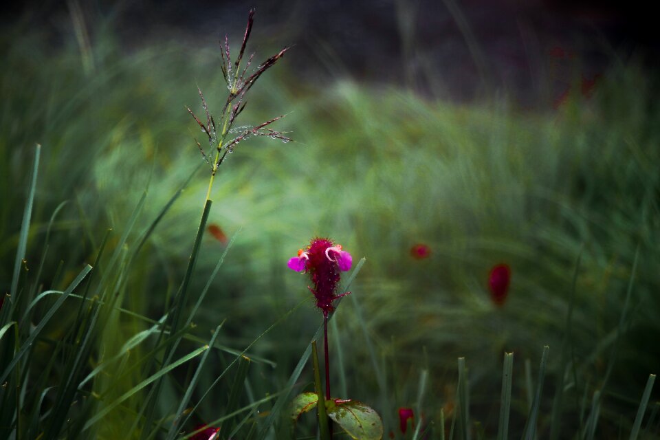 Cloudy nature garden