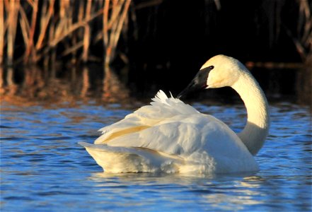 Tom Koerner/USFWS photo