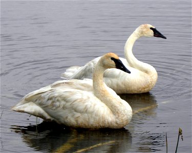 Entry from the 2014 Seney National Wildlife Refuge Photo Contest. Photo courtesy of Barb Baldinger. photo