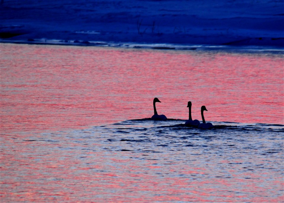 A trio of trumpeter swans swim upstream as the sun sets over Seedskadee NWR.  Photo: Tom Koerner/USFWS