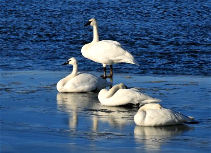 Photo: Tom Koerner/USFWS photo