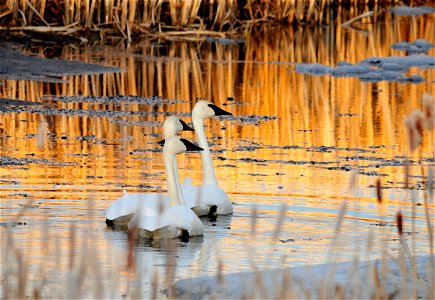 Photo: Tom Koerner/USFWS photo