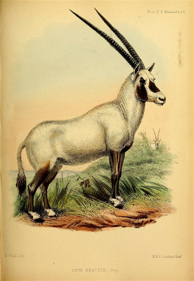 Prod Z S. Mammalia, IY 
3 \ r oif, li lh 
M & N.H.m.iart,Imp. 

ORYX BEATRIX, ffray.