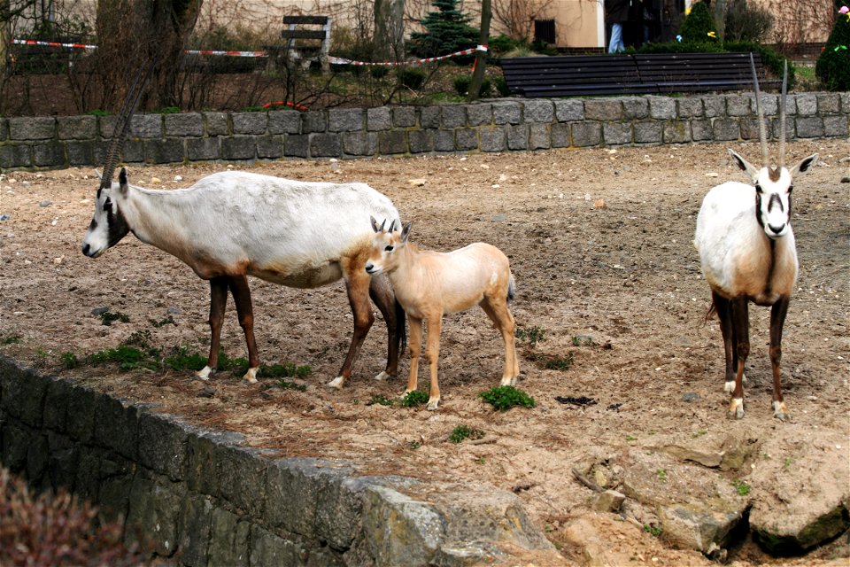 Arabian Oryx, Oryx leucoryx in ZOO Dvůr Králové, Czech Republic