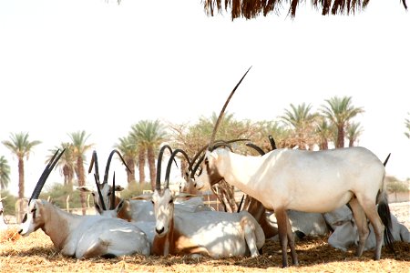 Arabian Orix, Antelope Ranch, Israel photo