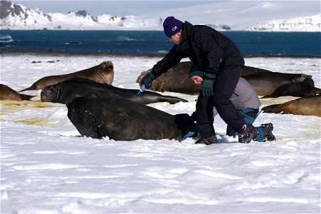 Preparing elephant seal cow for placement of satellite transmitter . Antarctica. photo