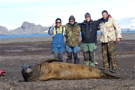 Satellite transmitter placed on head of cow elephant seal. Antarctica.