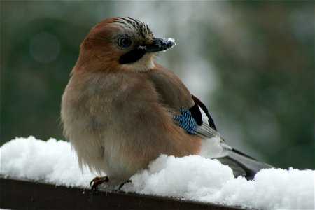 Eichelhäher im Winter photo