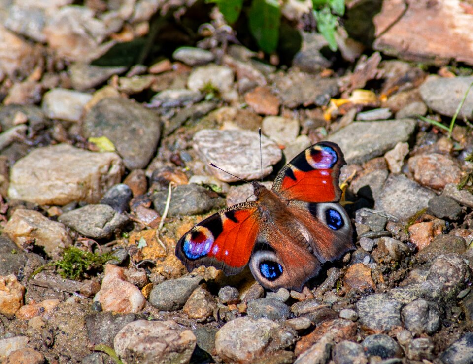 Butterfly bad camberg